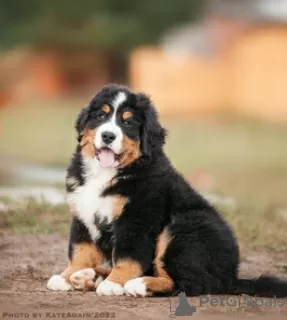 Photo №3. Chiots bouvier bernois. Fédération de Russie