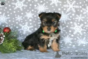 Photo №2 de l'annonce № 63826 de la vente yorkshire terrier - acheter à Allemagne 