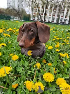 Photo №3. chiots mini / TAXES- CHOCOLAT couleur. Fédération de Russie