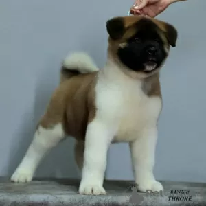 Photos supplémentaires: chiots akita américain