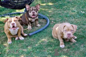 Photo №2 de l'annonce № 111695 de la vente american bully - acheter à Bosnie et Herzégovine éleveur