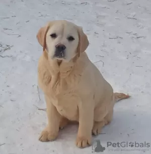 Photo №2 de l'annonce № 92305 de la vente labrador retriever - acheter à Fédération de Russie de la fourrière, éleveur