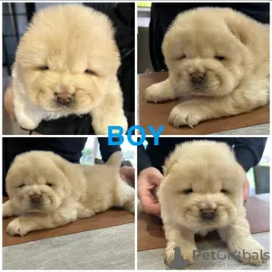 Photo №4. Je vais vendre chow-chow en ville de Genk. annonce privée, éleveur - prix - 400€