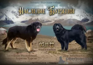 Photo №1. buryat wolfhound mongol - à vendre en ville de Наро-Фоминск | 531€ | Annonce №30089