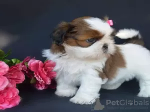 Photo №1. shih tzu - à vendre en ville de Салоники | 400€ | Annonce №44904