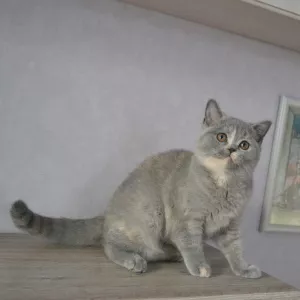 Photo №2 de l'annonce № 4968 de la vente british shorthair - acheter à Biélorussie de la fourrière