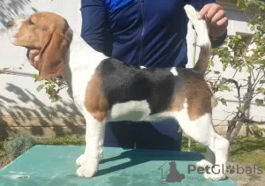 Photos supplémentaires: Beagle femelle à vendre