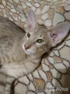 Photo №2 de l'annonce № 11114 de la vente oriental shorthair - acheter à Fédération de Russie 