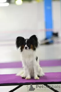 Photos supplémentaires: Chiots Papillon