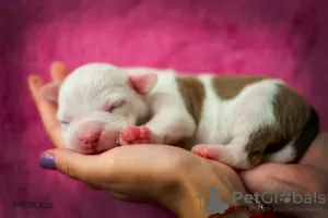 Photos supplémentaires: Chiot à vendre