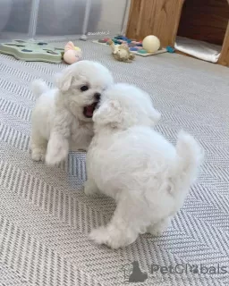 Photo №1. bichon à poil frisé - à vendre en ville de Франкфурт-на-Майне | 450€ | Annonce №130440