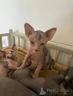 Photo №1. sphynx - à vendre en ville de Paderborn | 500€ | Annonce № 12018