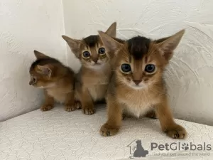 Photos supplémentaires: chatons abyssins