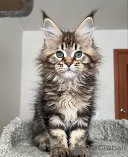 Photo №4. Je vais vendre maine coon en ville de Villmergen. annonce privée - prix - 400€