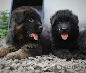 Photo №1. berger allemand - à vendre en ville de Chelyabinsk | 799€ | Annonce №11710