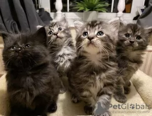 Photo №1. maine coon - à vendre en ville de Задар | 500€ | Annonce № 88361