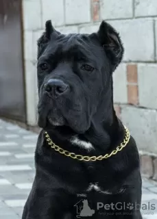 Photo №4. Je vais vendre cane corso en ville de Москва. de la fourrière - prix - 2001€