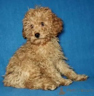 Photos supplémentaires: Le caniche est une petite fille, une vraie.