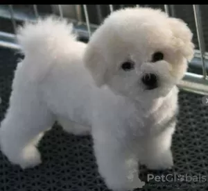 Photo №1. bichon à poil frisé - à vendre en ville de Odessa | 473€ | Annonce №102151