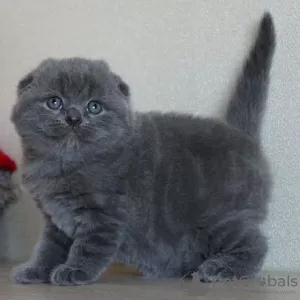 Photo №2 de l'annonce № 122841 de la vente scottish fold - acheter à La finlande 