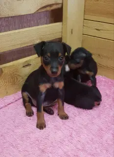 Photo №4. Je vais vendre pinscher miniature en ville de Minsk. éleveur - prix - 171€