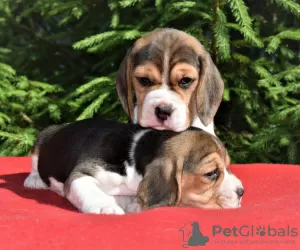 Photo №3. Magnifiques chiots Beagle anglais à vendre. Ukraine