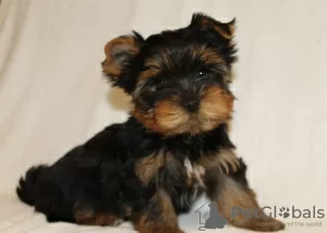 Photos supplémentaires: Chiots Yorkshire Terrier à vendre