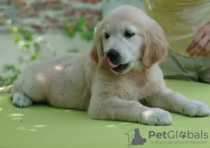 Photo №3. Chiot golden retriever. Ukraine