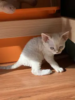 Photo №2 de l'annonce № 2182 de la vente devon rex - acheter à Fédération de Russie annonce privée