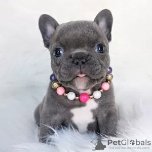 Photo №1. bouledogue - à vendre en ville de Cologne | négocié | Annonce №64568