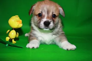 Photos supplémentaires: Chiots Welsh Corgi