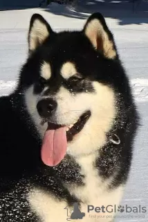 Photo №4. Je vais vendre malamute de l'alaska en ville de Šid.  - prix - négocié