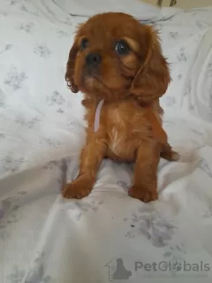 Photo №1. cavalier king charles spaniel - à vendre en ville de Калифорния Сити | 473€ | Annonce №111058