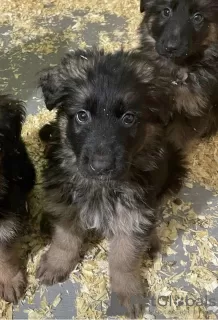 Photos supplémentaires: Beau chiot berger allemand