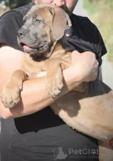 Photos supplémentaires: Chiots Cane Corso disponibles à la vente.