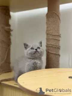 Photo №4. Je vais vendre british shorthair en ville de Малага. annonce privée, éleveur - prix - 350€