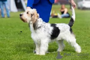 Photo №4. Je vais vendre grand venetian basset griffon en ville de Jaracz. éleveur - prix - 1000€