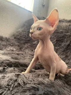 Photo №4. Je vais vendre sphynx en ville de Tachkent. annonce privée - prix - 95€