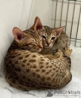 Photo №3. Superbes chatons Ocicat à vendre.. Belgique