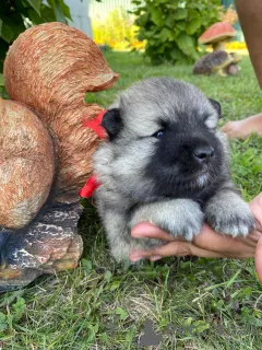 Photo №4. Je vais vendre spitz allemand en ville de Novosibirsk. éleveur - prix - négocié