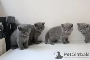 Photo №1. british shorthair - à vendre en ville de Manama | 237€ | Annonce № 121861