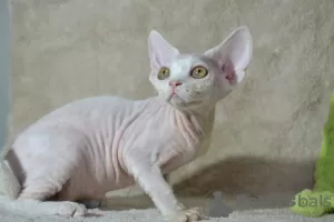 Photo №2 de l'annonce № 50106 de la vente devon rex - acheter à Fédération de Russie de la fourrière