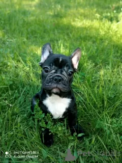 Photo №4. Je vais vendre bouledogue en ville de Sumy. éleveur - prix - 217€