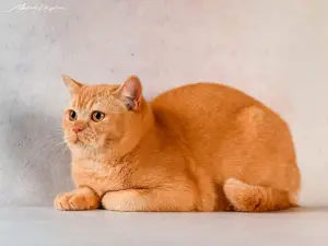 Photo №1. british shorthair - à vendre en ville de Kherson | 627€ | Annonce № 4639