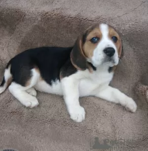 Photo №3. Chiots Beagle à la recherche de leur nouvelle maison. Allemagne