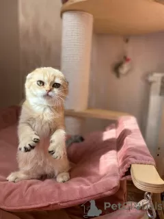 Photo №4. Je vais vendre scottish fold en ville de Nizhny Novgorod. de la fourrière - prix - 445€