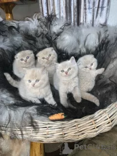 Photo №3. Chatons Scottish Fold de qualité. La finlande