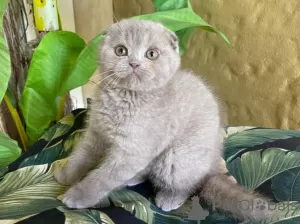 Photo №1. scottish fold - à vendre en ville de Киль | Gratuit | Annonce № 95893