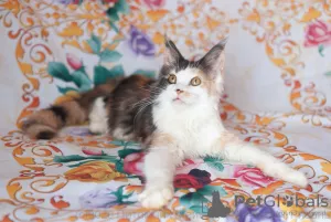 Photo №2 de l'annonce № 7058 de la vente maine coon - acheter à Fédération de Russie de la fourrière, éleveur