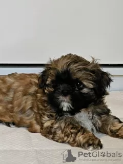 Photo №2 de l'annonce № 82237 de la vente shih tzu - acheter à USA annonce privée